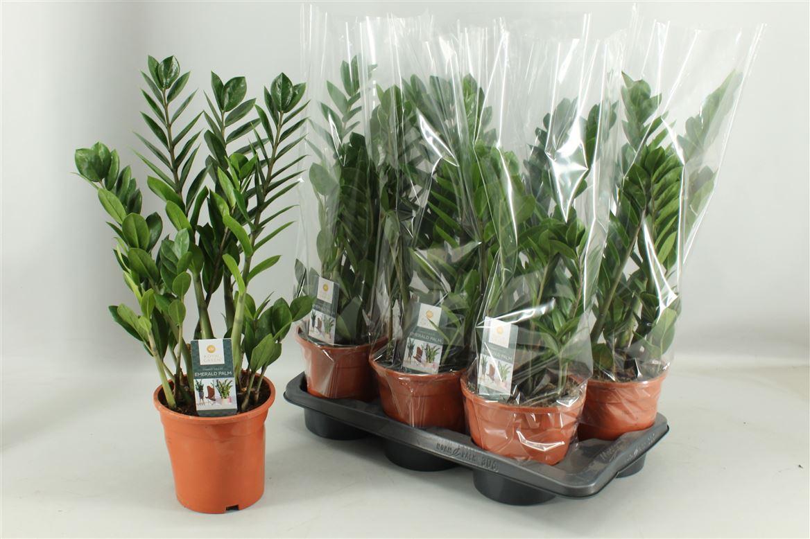 Горшечные цветы и растения оптом Zamioculcas 6+ от 6шт из Голландии с доставкой по России