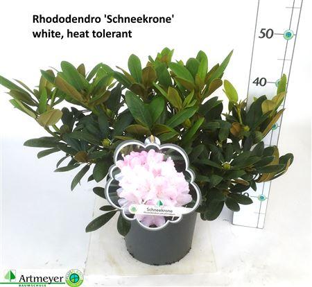 Горшечные цветы и растения оптом Rhod Ya Schneekrone White Outdoor от 1шт из Голландии с доставкой по России