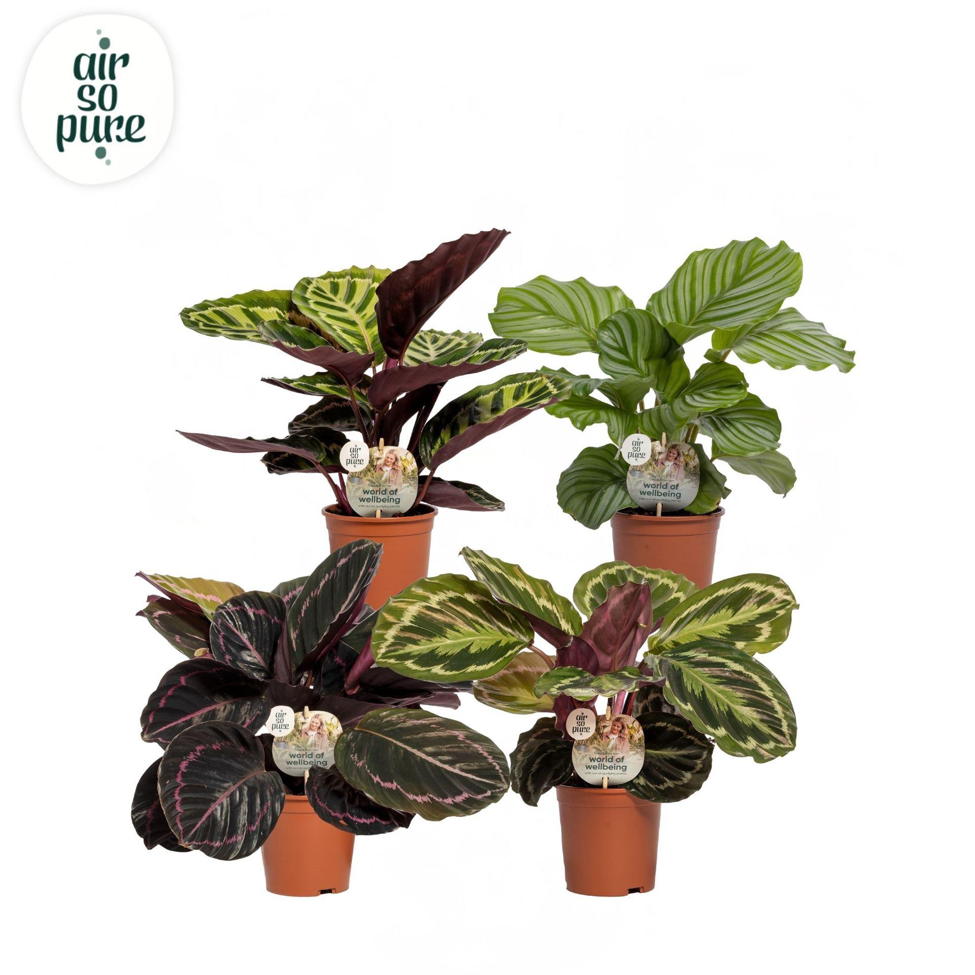Горшечные цветы и растения оптом Calathea Roseopicta ...mix от 8шт из Голландии с доставкой по России