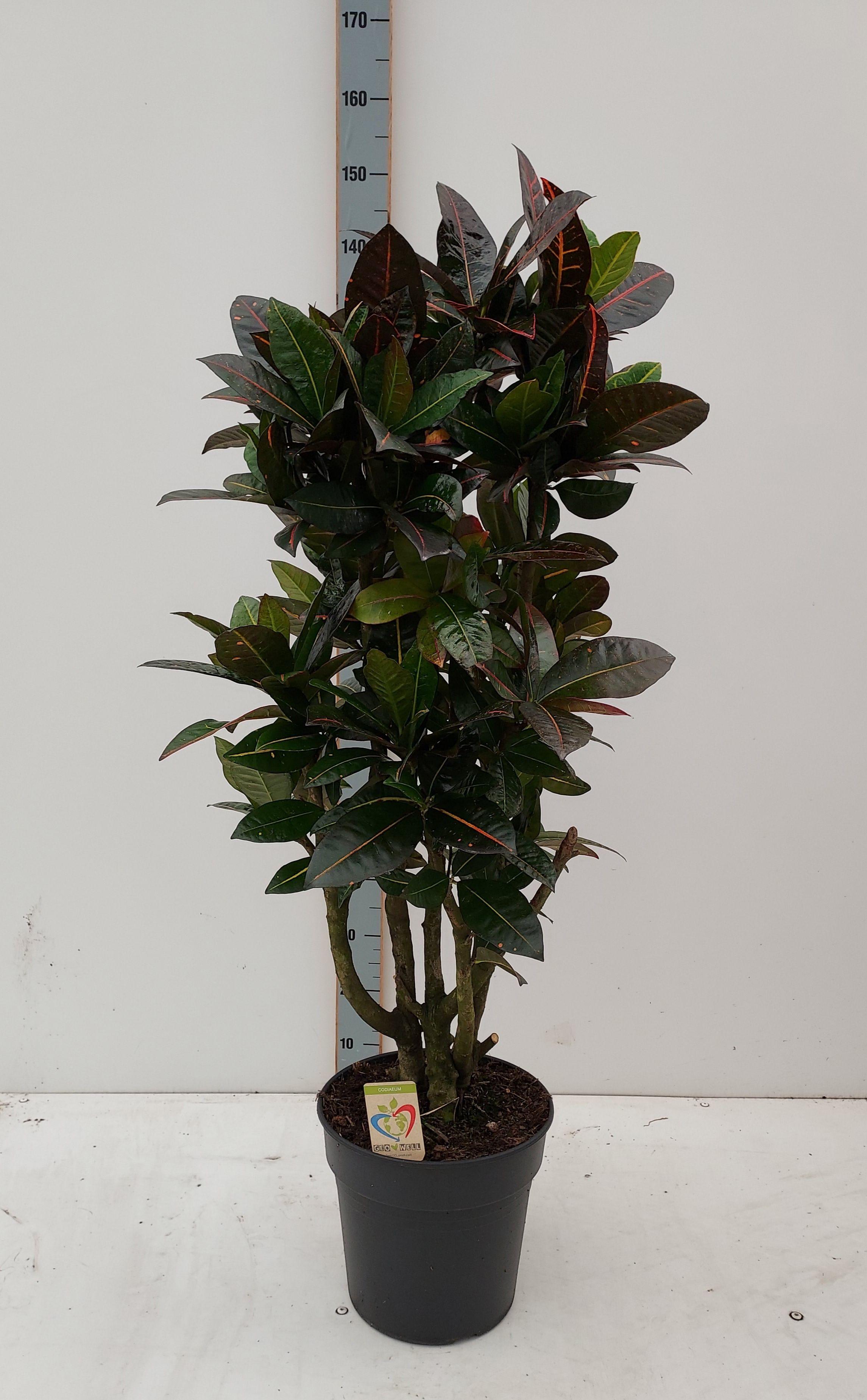 Горшечные цветы и растения оптом Cod Gr Petra от 1шт из Голландии с доставкой по России