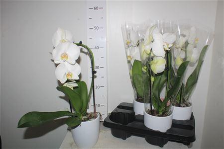 Горшечные цветы и растения оптом ***phal An Glasgow 1 Branche 7+n Keramiek** от 4шт из Голландии с доставкой по России