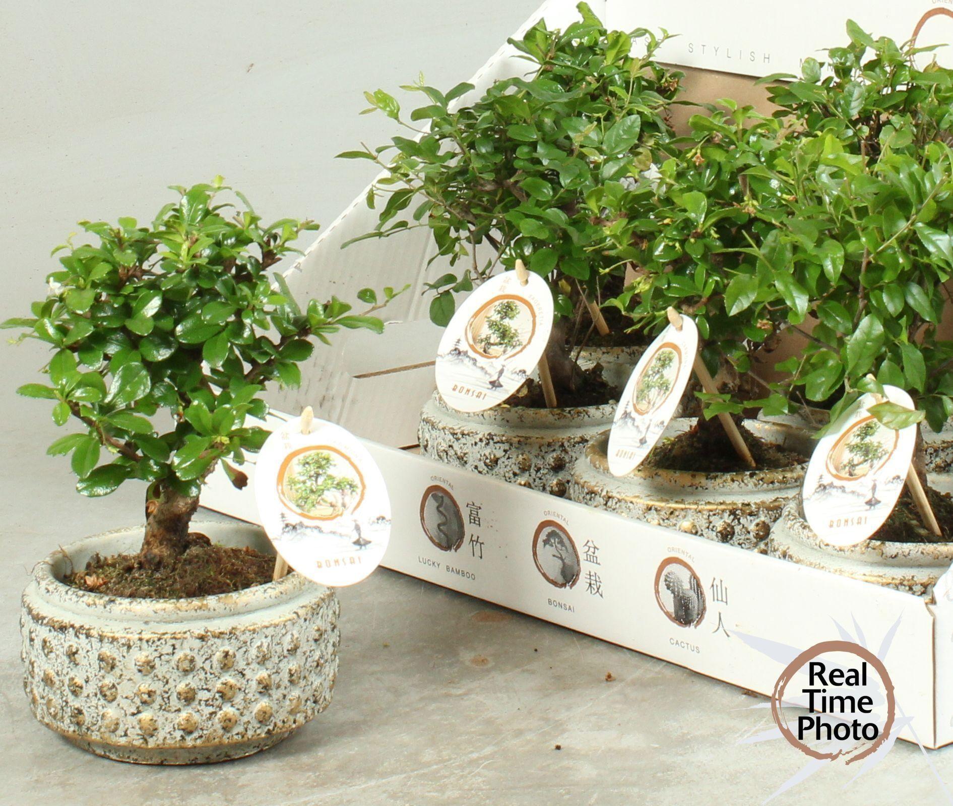 Горшечные цветы и растения оптом Bonsai Gem от 7шт из Голландии с доставкой по России