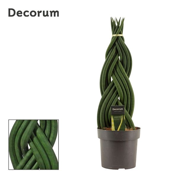 Горшечные цветы и растения оптом Sansevieria Cylindrica Braid (decorum) от 4шт из Голландии с доставкой по России