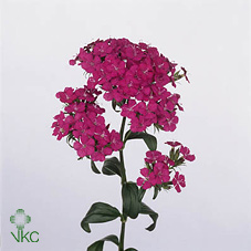 Срезанные цветы оптом Dianthus br amazon neon purple от 50шт из Голландии с доставкой по России