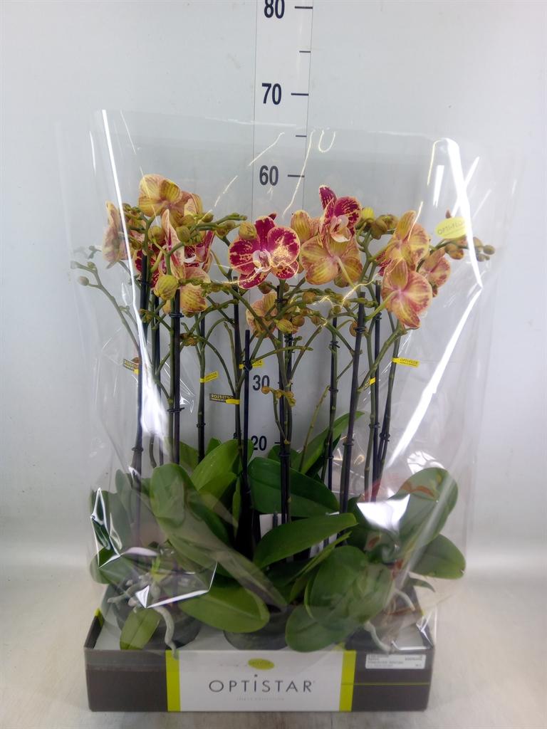 Горшечные цветы и растения оптом Phalaenopsis   ...red от 6шт из Голландии с доставкой по России