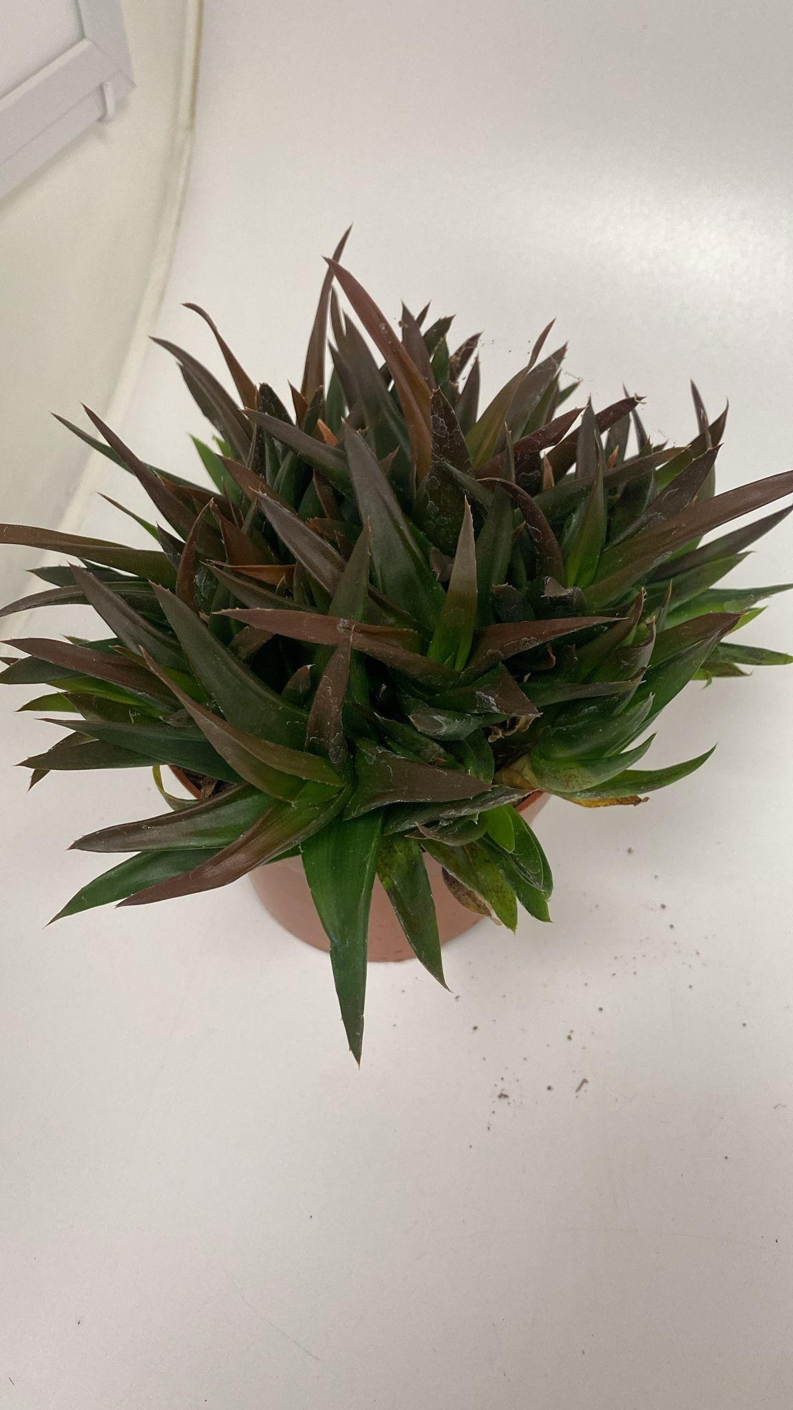 Горшечные цветы и растения оптом Haworthia Pentagona от 8шт из Голландии с доставкой по России