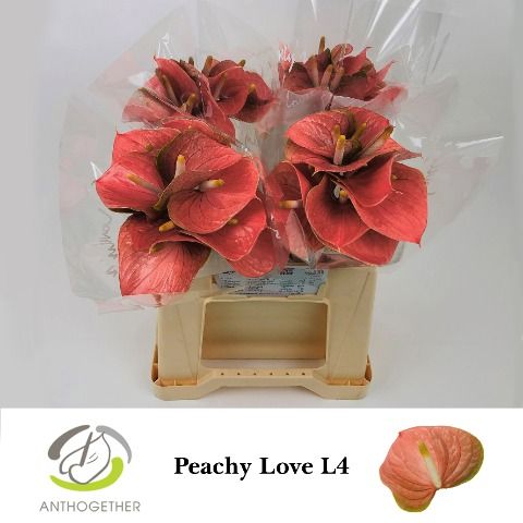 Срезанные цветы оптом Anthurium love peach от 40шт из Голландии с доставкой по России