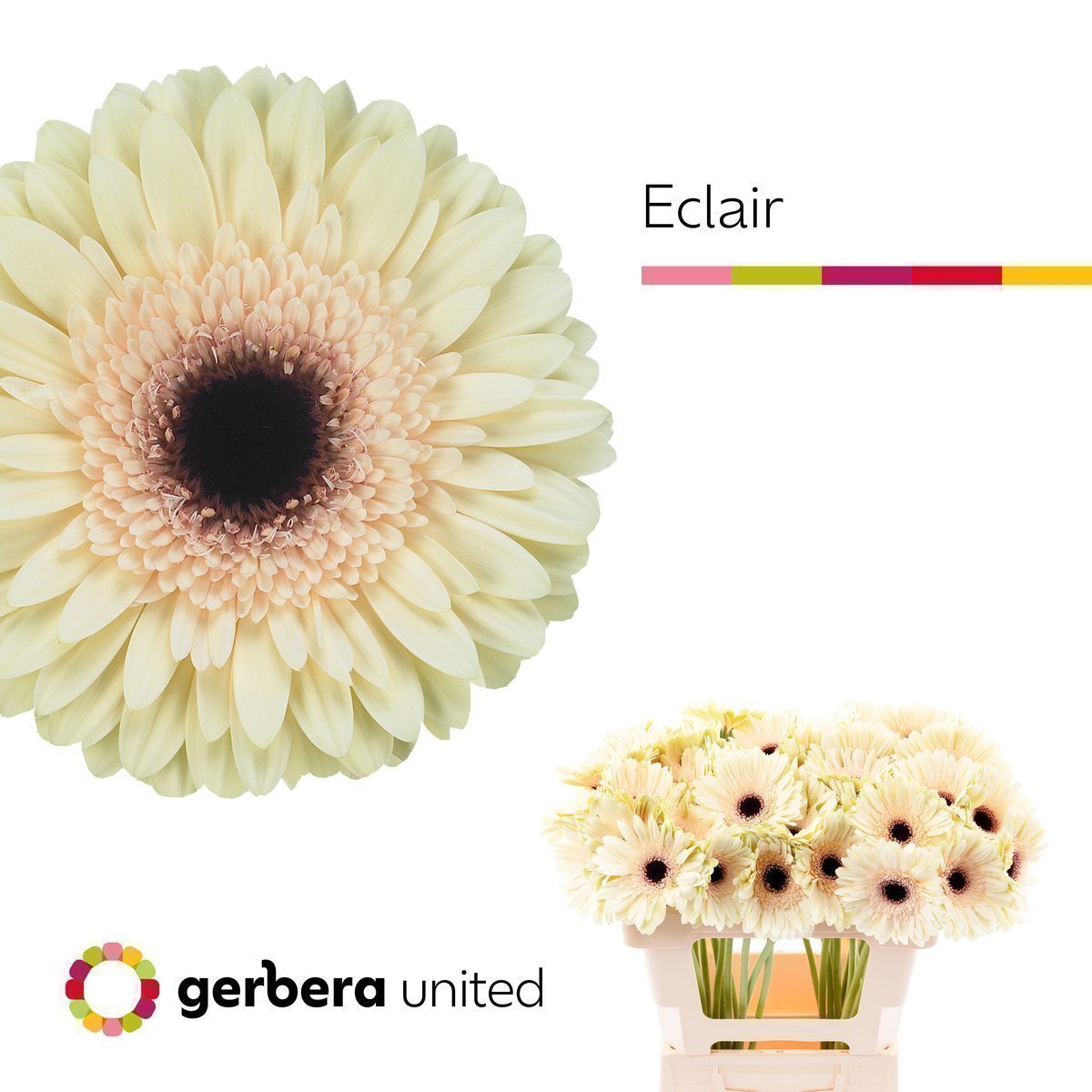 Срезанные цветы оптом Gerbera eclair A от 50шт из Голландии с доставкой по России