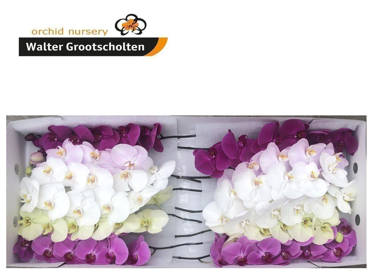 Срезанные цветы оптом Phalaenopsis mix (per stem) от 10шт из Голландии с доставкой по России