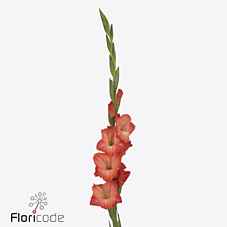 Срезанные цветы оптом Gladiolus la stormy от 90шт из Голландии с доставкой по России