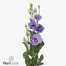Срезанные цветы оптом Lisianthus do corelli lavender от 140шт из Голландии с доставкой по России