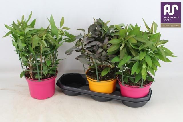 Горшечные цветы и растения оптом Alst Ov от 3шт из Голландии с доставкой по России