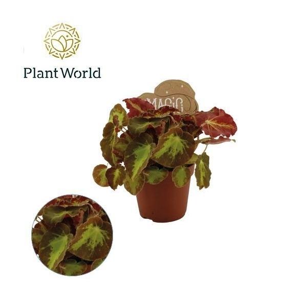 Горшечные цветы и растения оптом Begonia Rex Montuno от 12шт (для телеги) из Голландии с доставкой по России