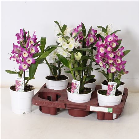 Горшечные цветы и растения оптом Dend Nobile 1-2 Branches * Spring Deal * от 6шт из Голландии с доставкой по России