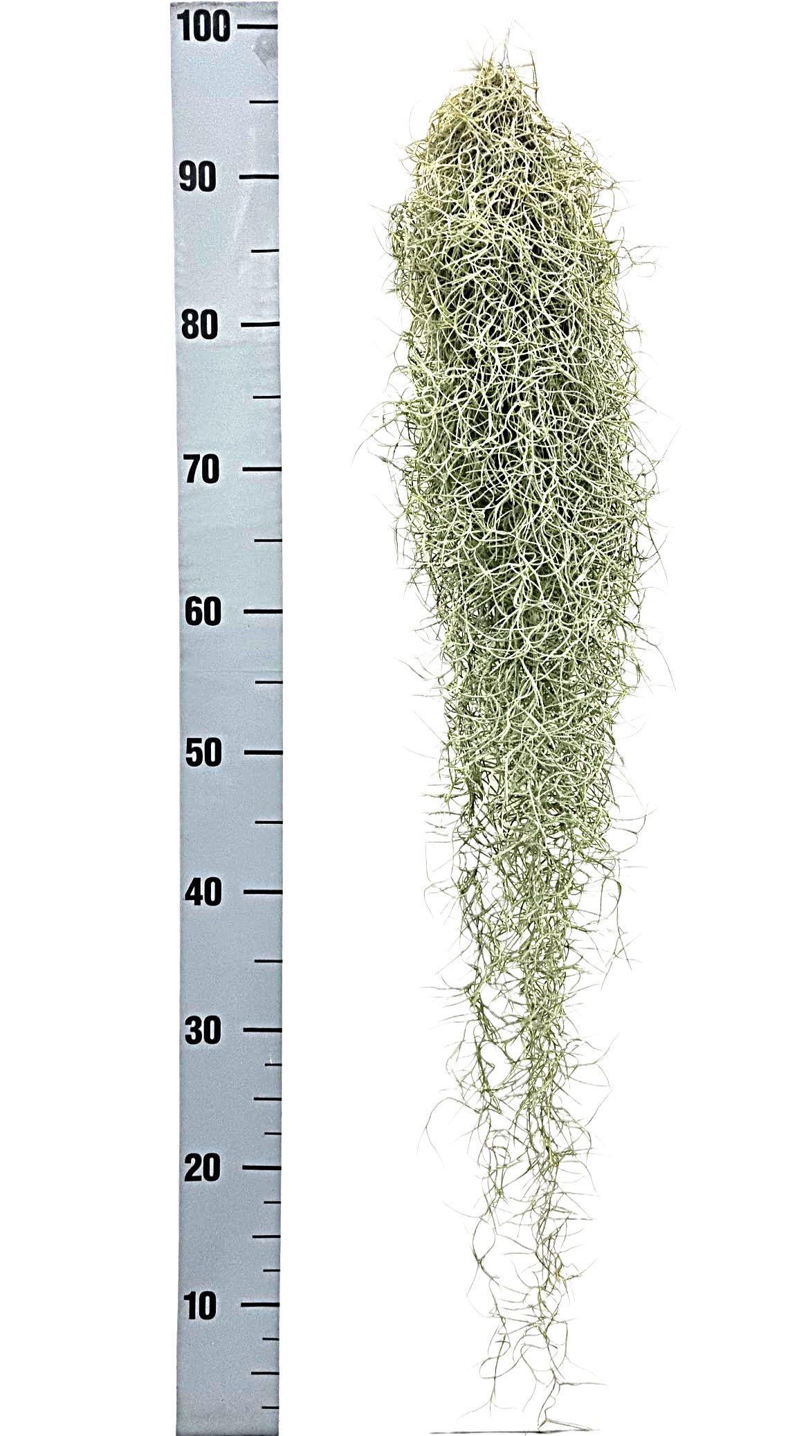 Горшечные цветы и растения оптом Till Usneoides от 6шт из Голландии с доставкой по России