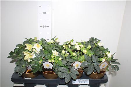 Горшечные цветы и растения оптом Hell Ni Chr Carol 12+ от 8шт из Голландии с доставкой по России