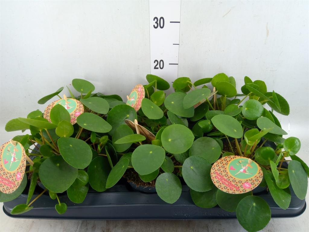 Горшечные цветы и растения оптом Pilea Peperomioides от 6шт из Голландии с доставкой по России