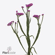 Срезанные цветы оптом Statice heart wings от 50шт из Голландии с доставкой по России