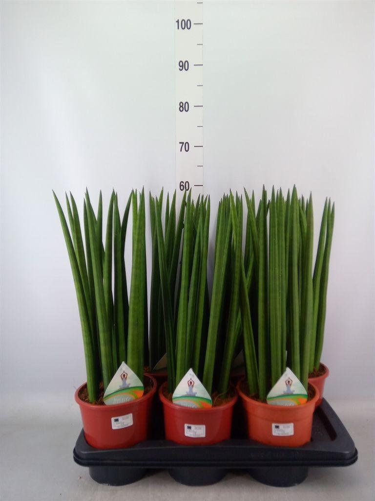 Горшечные цветы и растения оптом Sansevieria Cyl.  ... от 6шт' из Голландии с доставкой по России