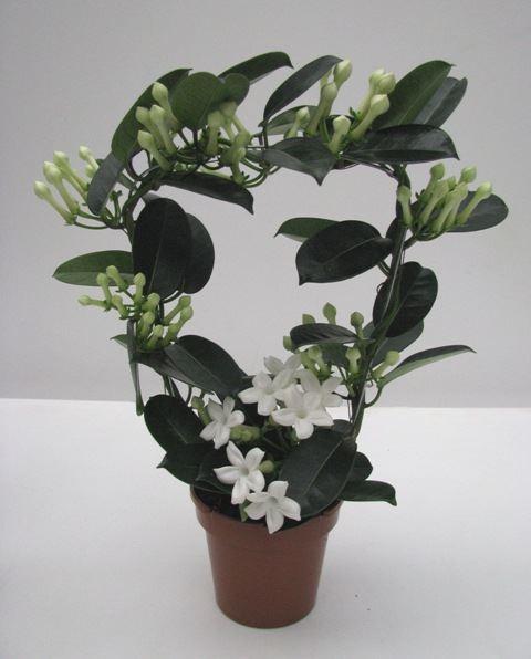 Горшечные цветы и растения оптом Stephanotis Floribunda   ... от 6шт из Голландии с доставкой по России