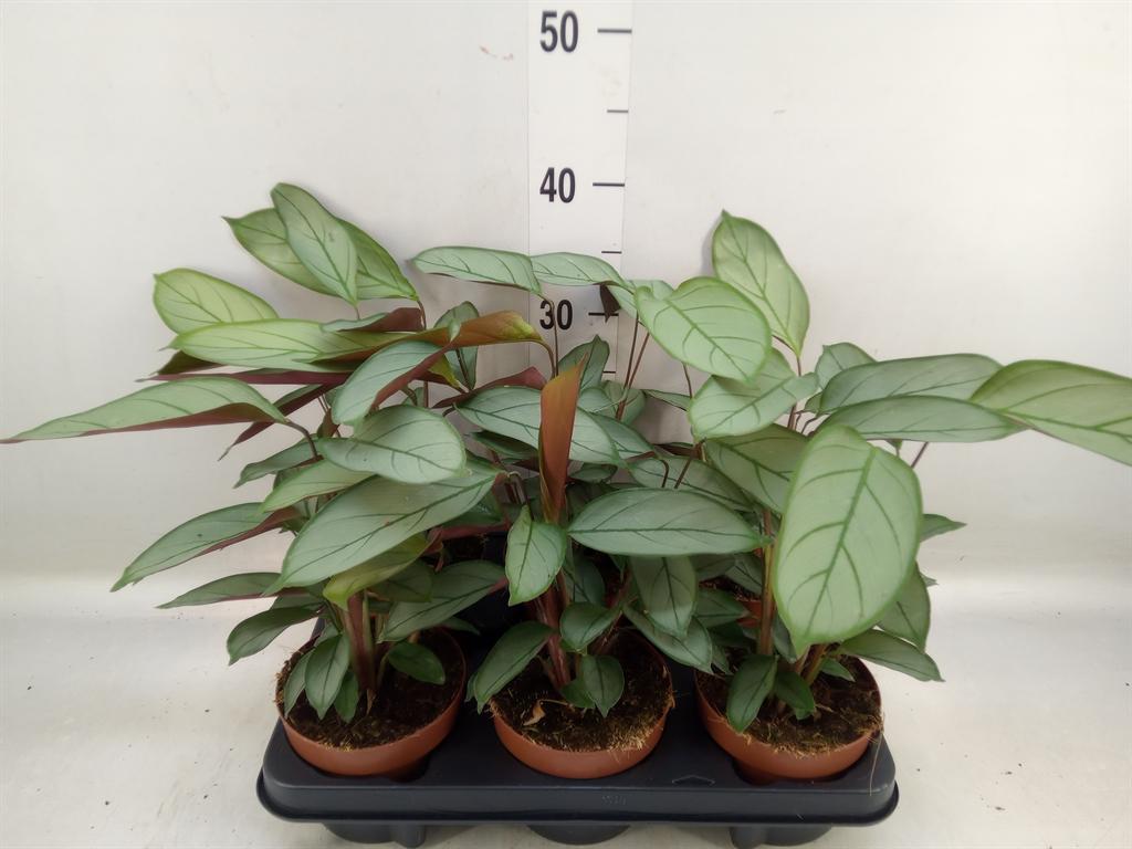 Горшечные цветы и растения оптом Ctenanthe   ... от 6шт из Голландии с доставкой по России