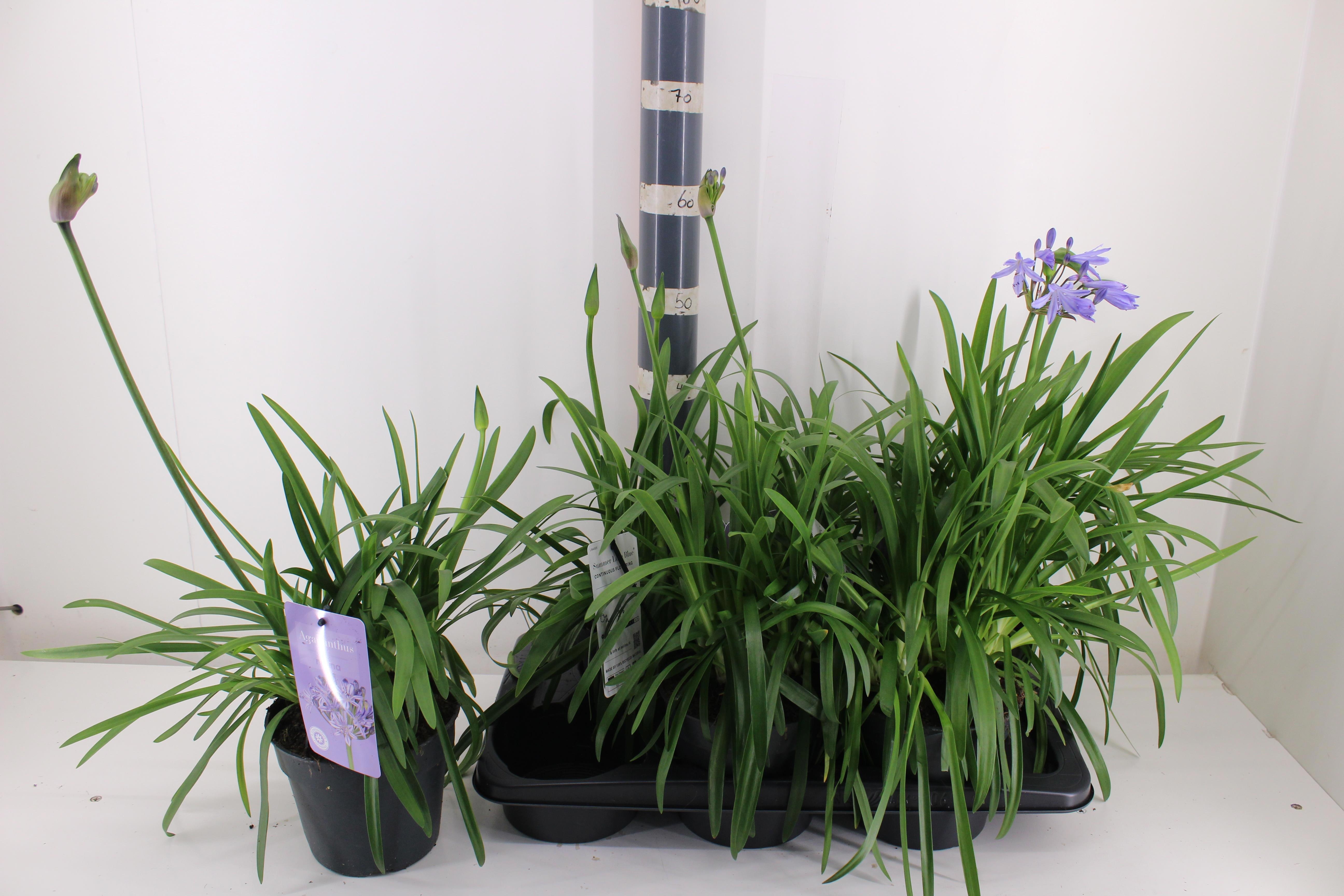 Горшечные цветы и растения оптом Agapa Summ Love Blue от 6шт из Голландии с доставкой по России