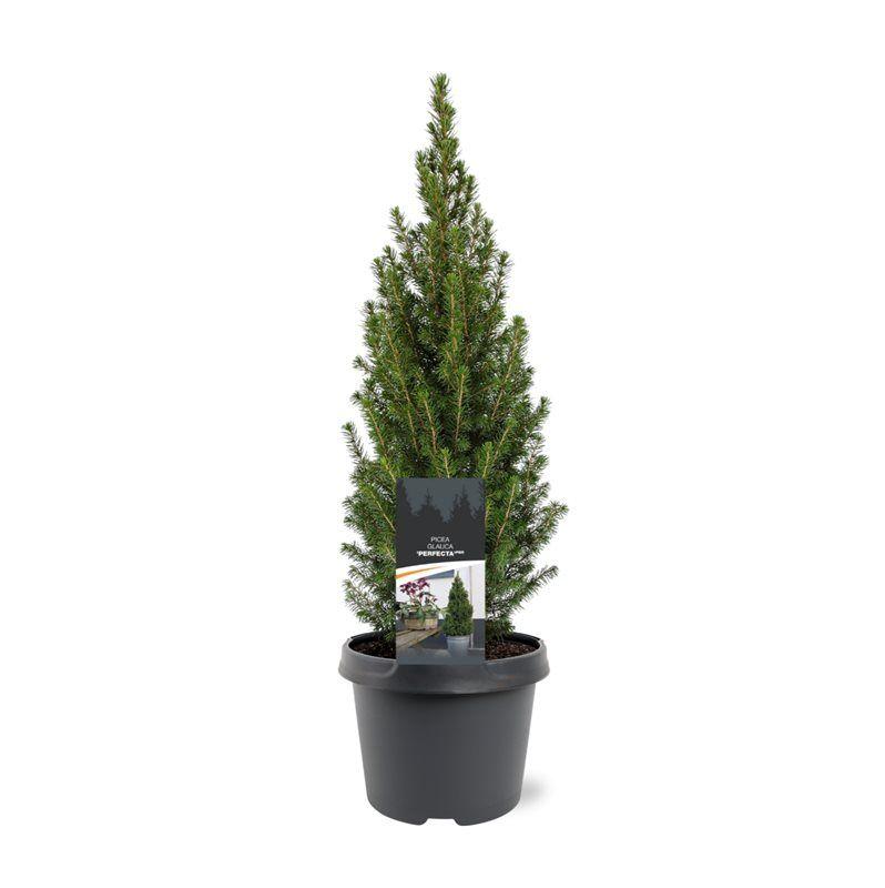 Горшечные цветы и растения оптом Picea Glauca Perfecta от 1шт из Голландии с доставкой по России