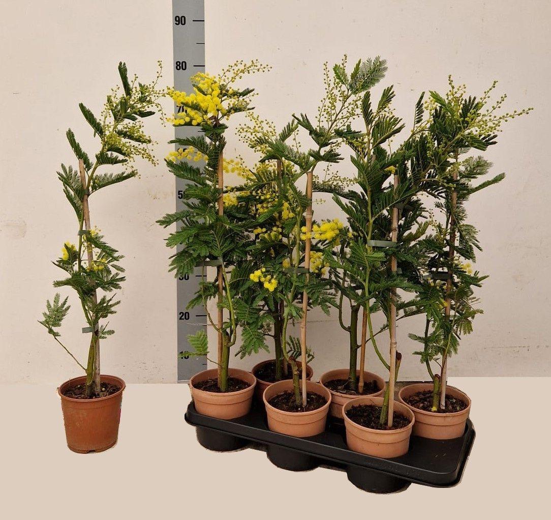Горшечные цветы и растения оптом Acacia Paradoxa от 6шт из Голландии с доставкой по России