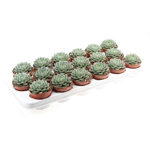 Горшечные цветы и растения оптом Echeveria Fabiola от 18шт (для телеги) из Голландии с доставкой по России