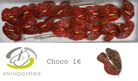 Срезанные цветы оптом Anthurium choco от 16шт из Голландии с доставкой по России