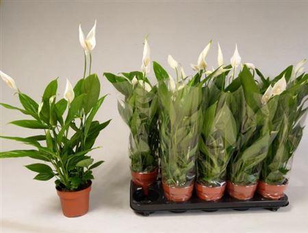 Горшечные цветы и растения оптом Spath Alana 3-4+ от 10шт из Голландии с доставкой по России