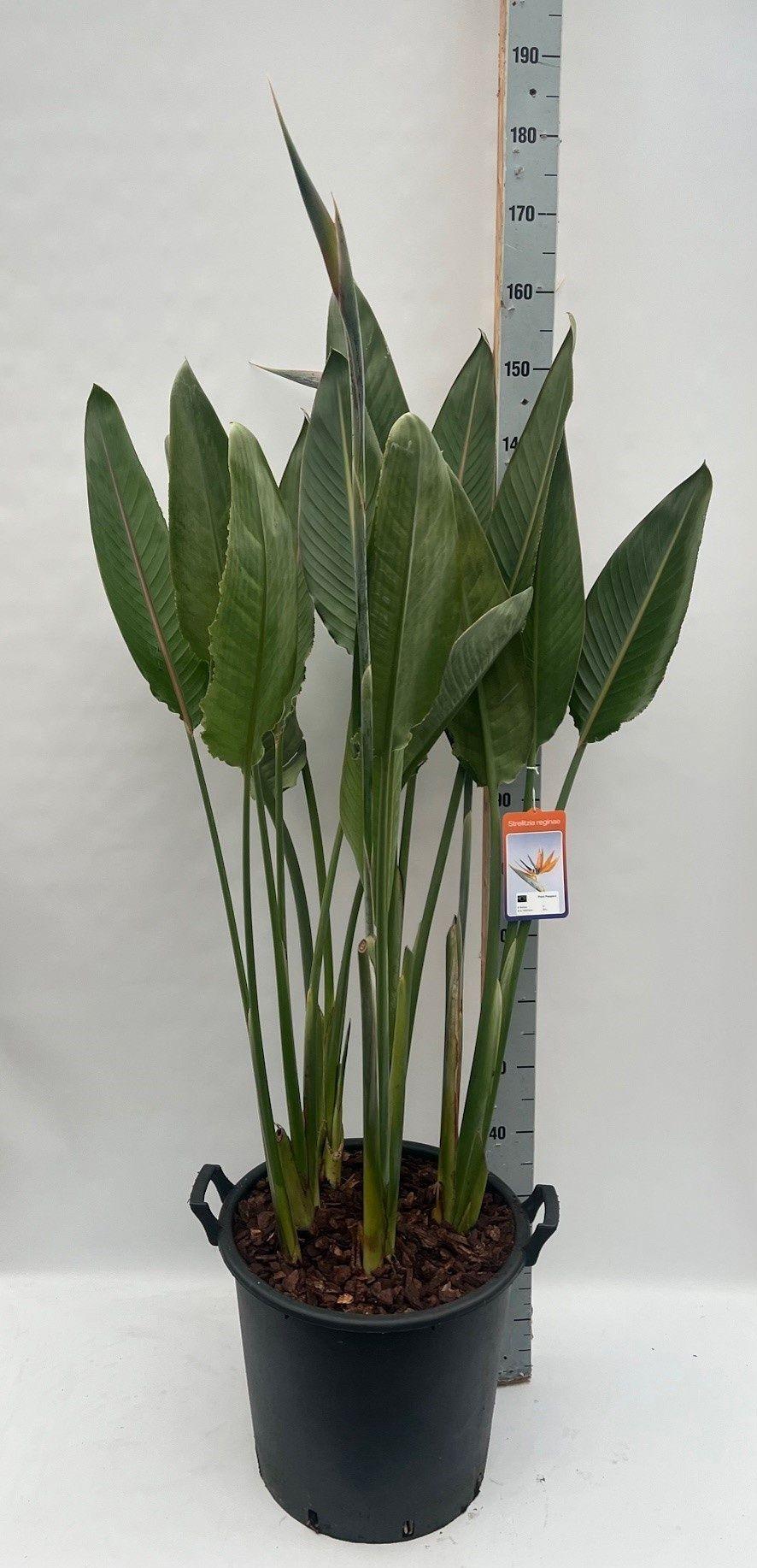 Горшечные цветы и растения оптом Strelitzia Regin Bl от 1шт из Голландии с доставкой по России