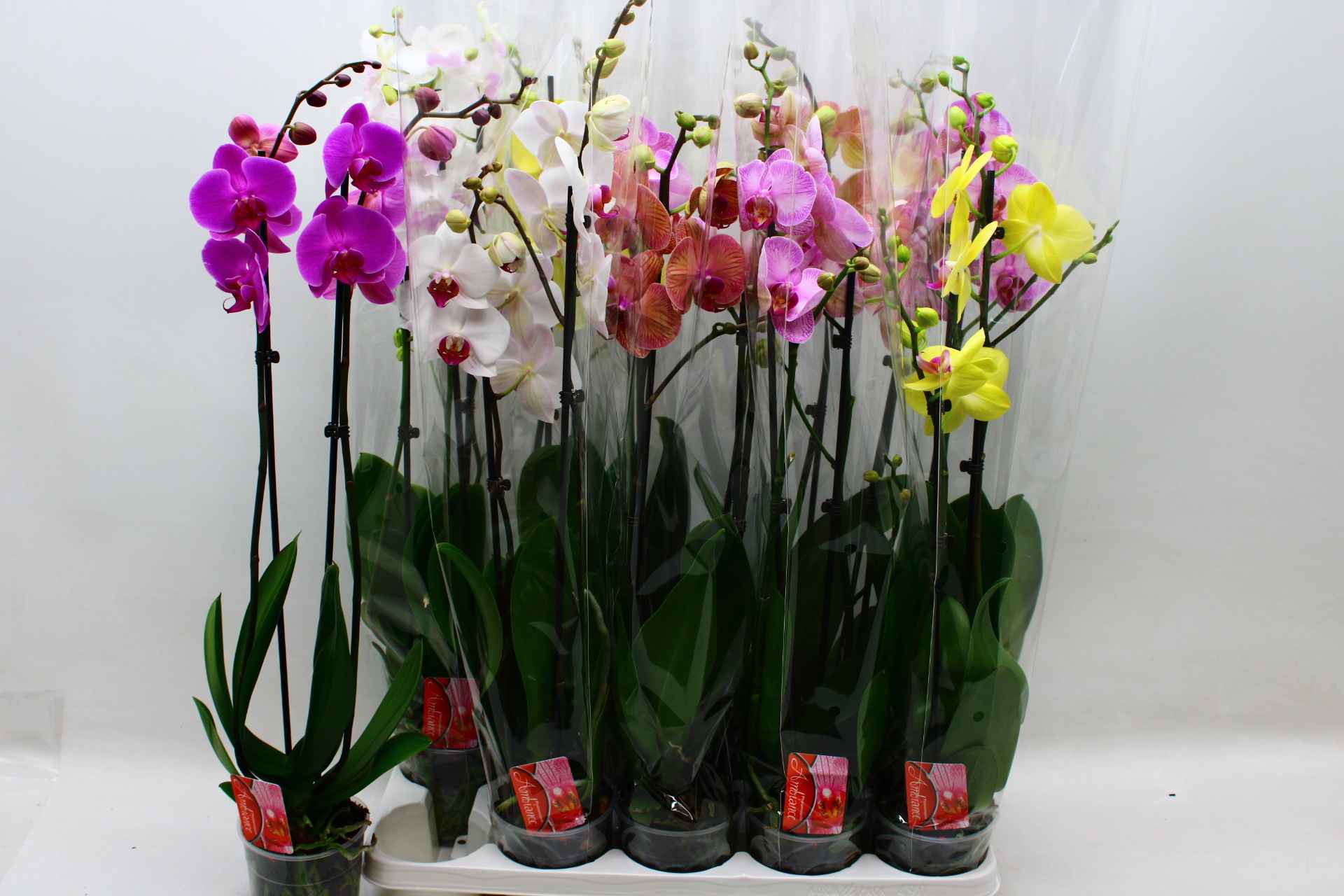 Горшечные цветы и растения оптом Phal Gem 7 Kl от 10шт из Голландии с доставкой по России