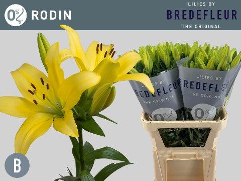 Срезанные цветы оптом Lilium la rodin от 80шт. из Голландии с доставкой по России