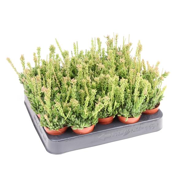 Горшечные цветы и растения оптом Rhipsalis Messembryanthemoides от 20шт (для телеги) из Голландии с доставкой по России