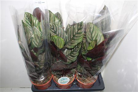 Горшечные цветы и растения оптом Calat Ornata от 6шт из Голландии с доставкой по России