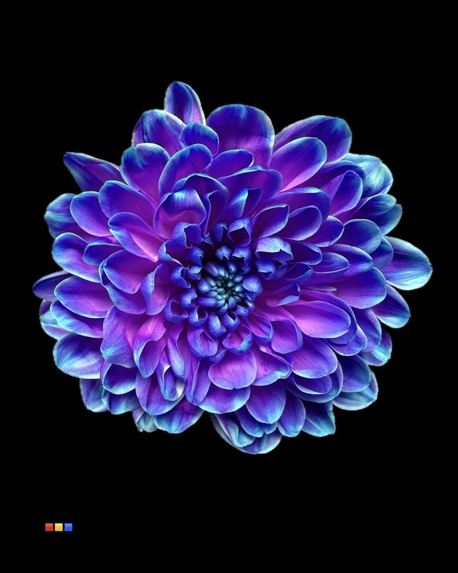 Срезанные цветы оптом Chrys sp paint altaj slushpuppies от 40шт из Голландии с доставкой по России