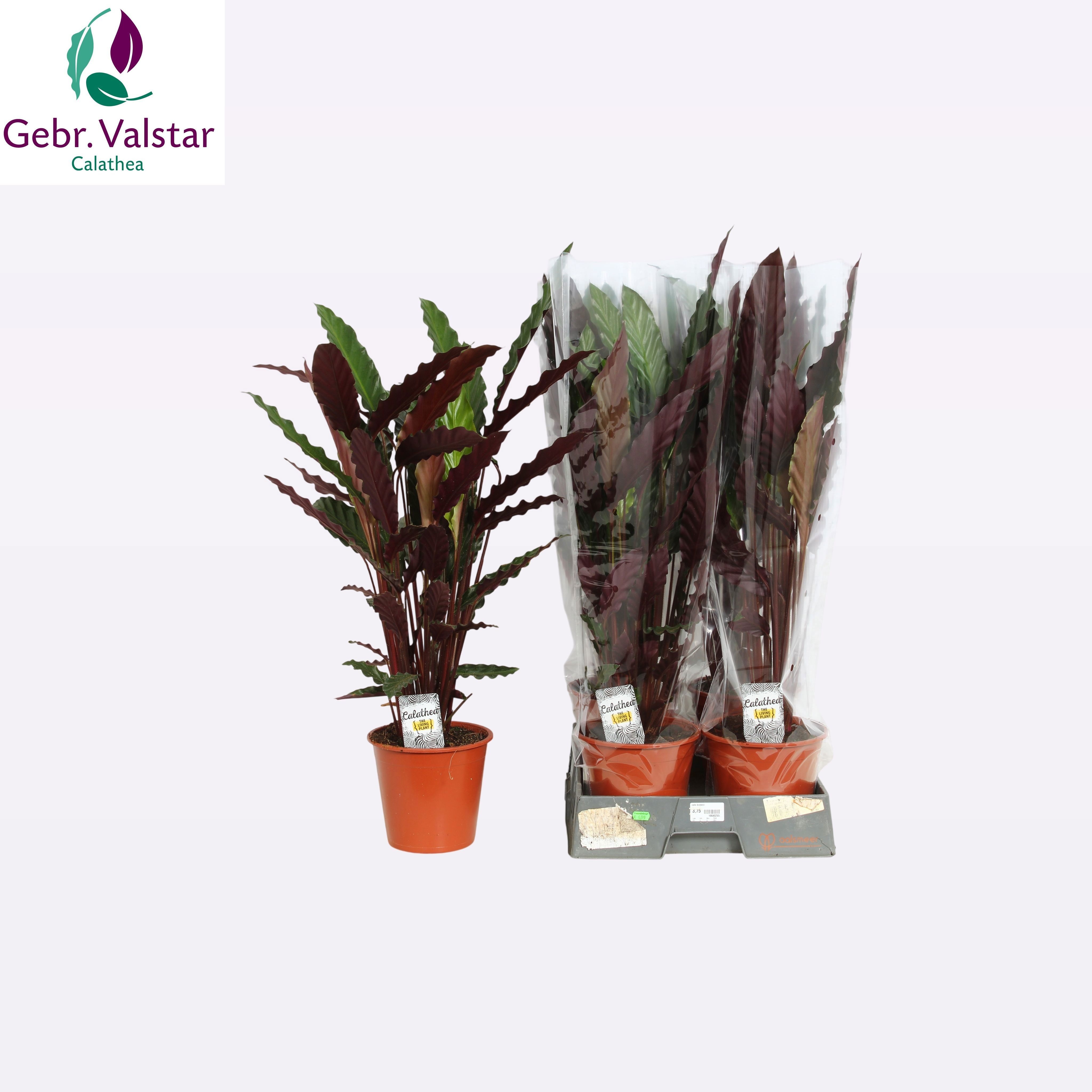 Горшечные цветы и растения оптом Calat Ruf Wavestar от 5шт из Голландии с доставкой по России