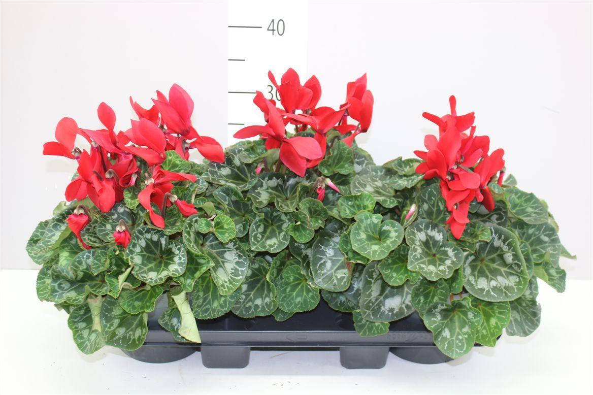 Горшечные цветы и растения оптом Cyclamen Gr Super Mammoth Rood от 3шт (для телеги) из Голландии с доставкой по России