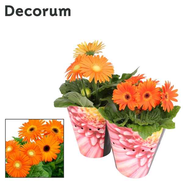 Горшечные цветы и растения оптом Gerbera Orange 2+bl Potcover (decorum) от 9шт из Голландии с доставкой по России