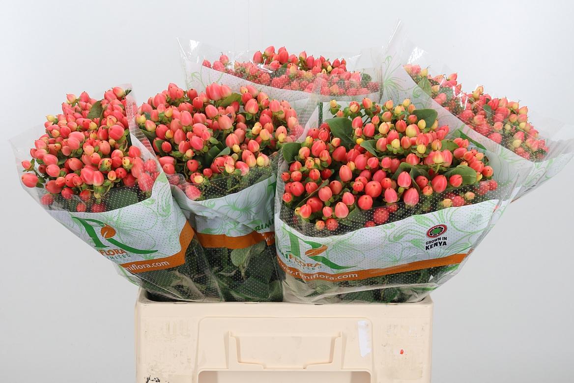 Срезанные цветы оптом Hypericum mag royal princess от 125шт из Голландии с доставкой по России