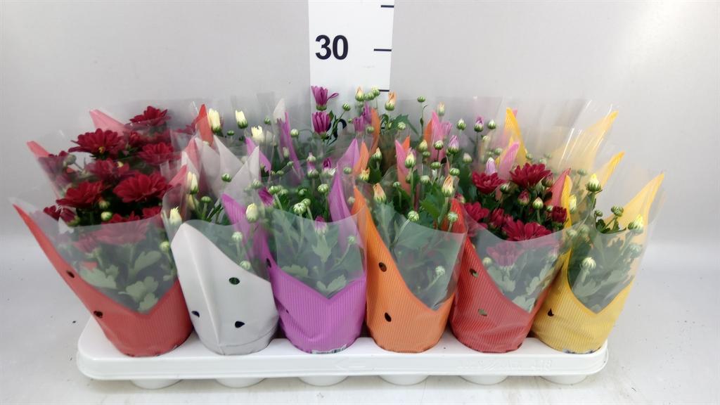 Горшечные цветы и растения оптом Chrysanthemum ..mix 6 от 18шт (для телеги) из Голландии с доставкой по России