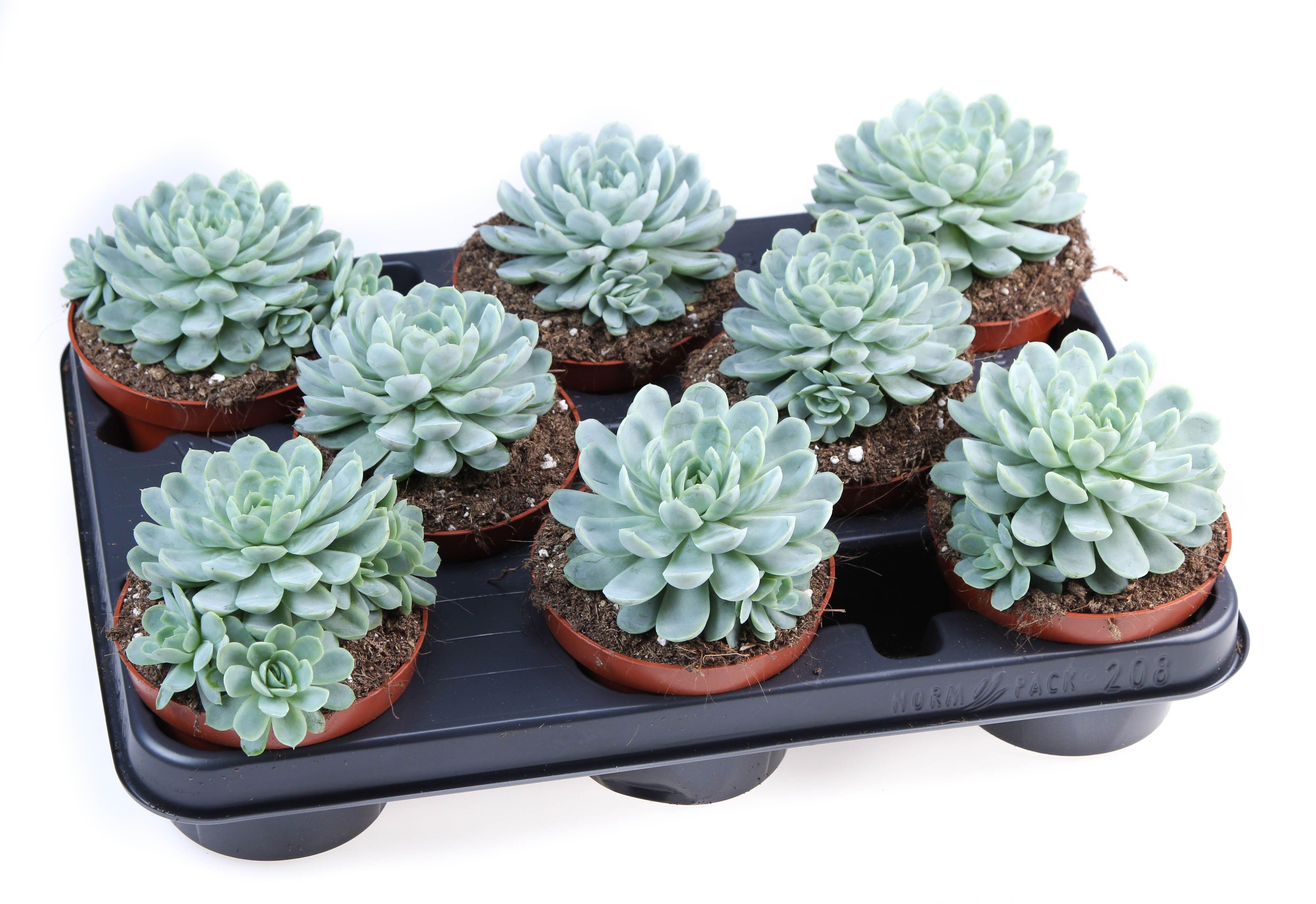 Горшечные цветы и растения оптом Echeveria Elegans от 8шт из Голландии с доставкой по России