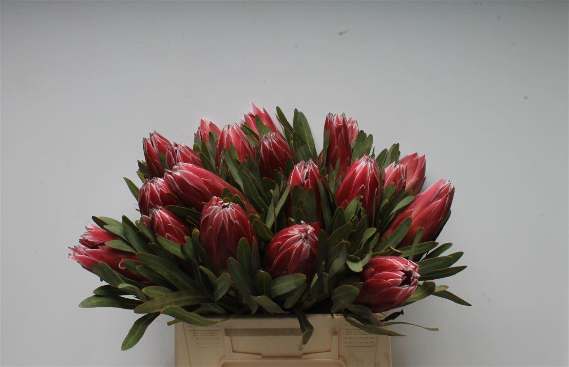 Срезанные цветы оптом Protea lieben cherry от 20шт из Голландии с доставкой по России