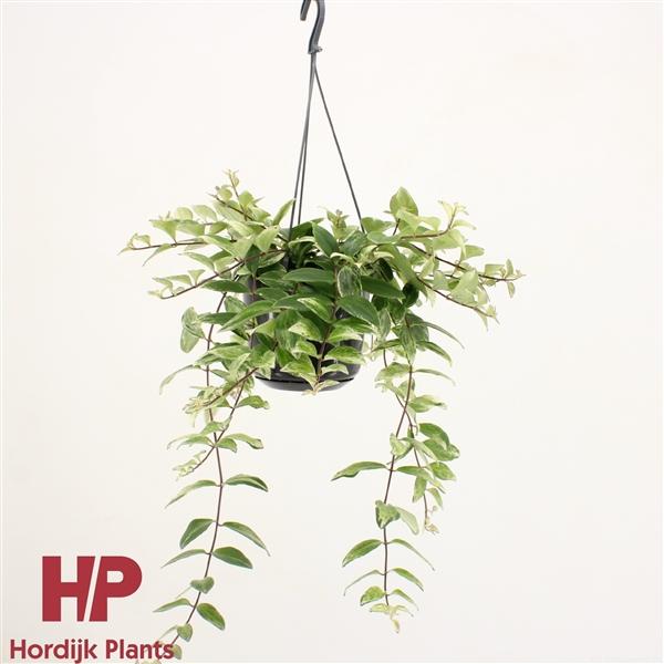 Горшечные цветы и растения оптом Aeschynanthus Lobbianus Variegatus Hanging Pot от 7шт из Голландии с доставкой по России Горшечные цветы и растения оптом Aeschynanthus Lobbianus Variegatus Hanging Pot от 7шт из Голландии с доставкой по России