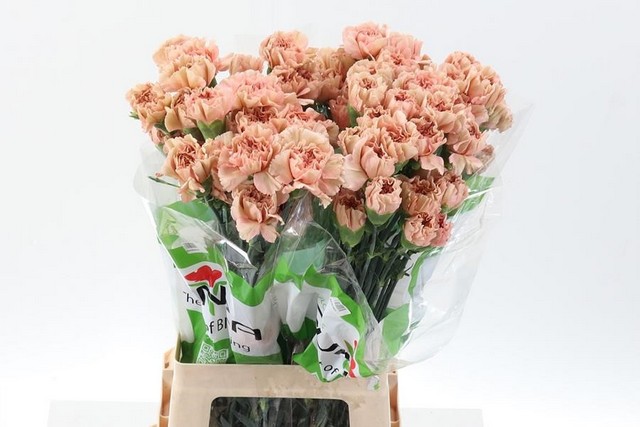 Срезанные цветы оптом Dianthus st caramel от 80шт из Голландии с доставкой по России