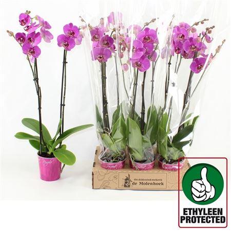 Горшечные цветы и растения оптом Phal Street Spirit 2 Branches 16+ от 6шт из Голландии с доставкой по России