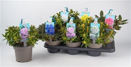 Горшечные цветы и растения оптом Rhod Gem Outdoor от 6шт из Голландии с доставкой по России