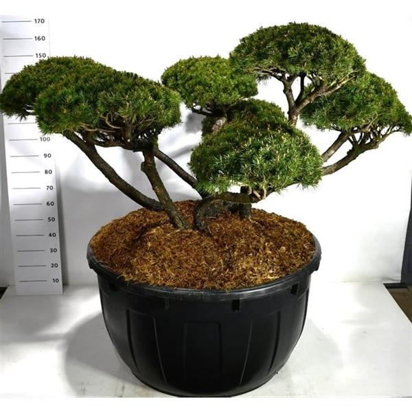 Горшечные цветы и растения оптом Pinus Mugo Mughus от 1шт из Голландии с доставкой по России