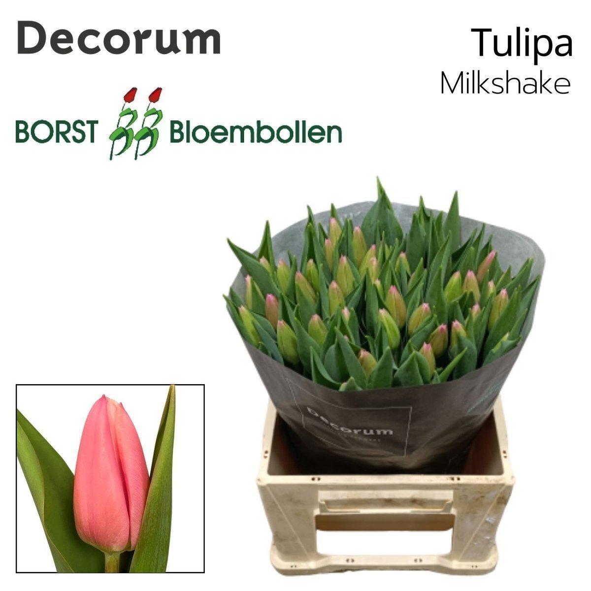 Срезанные цветы оптом Tulipa si milkshake от 50шт из Голландии с доставкой по России